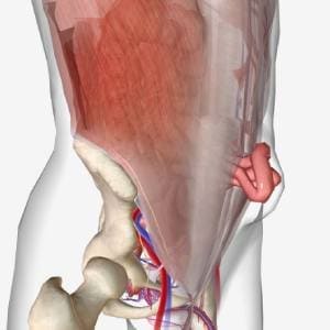 Cirugía de hernias y pared abdominal en edo de mex